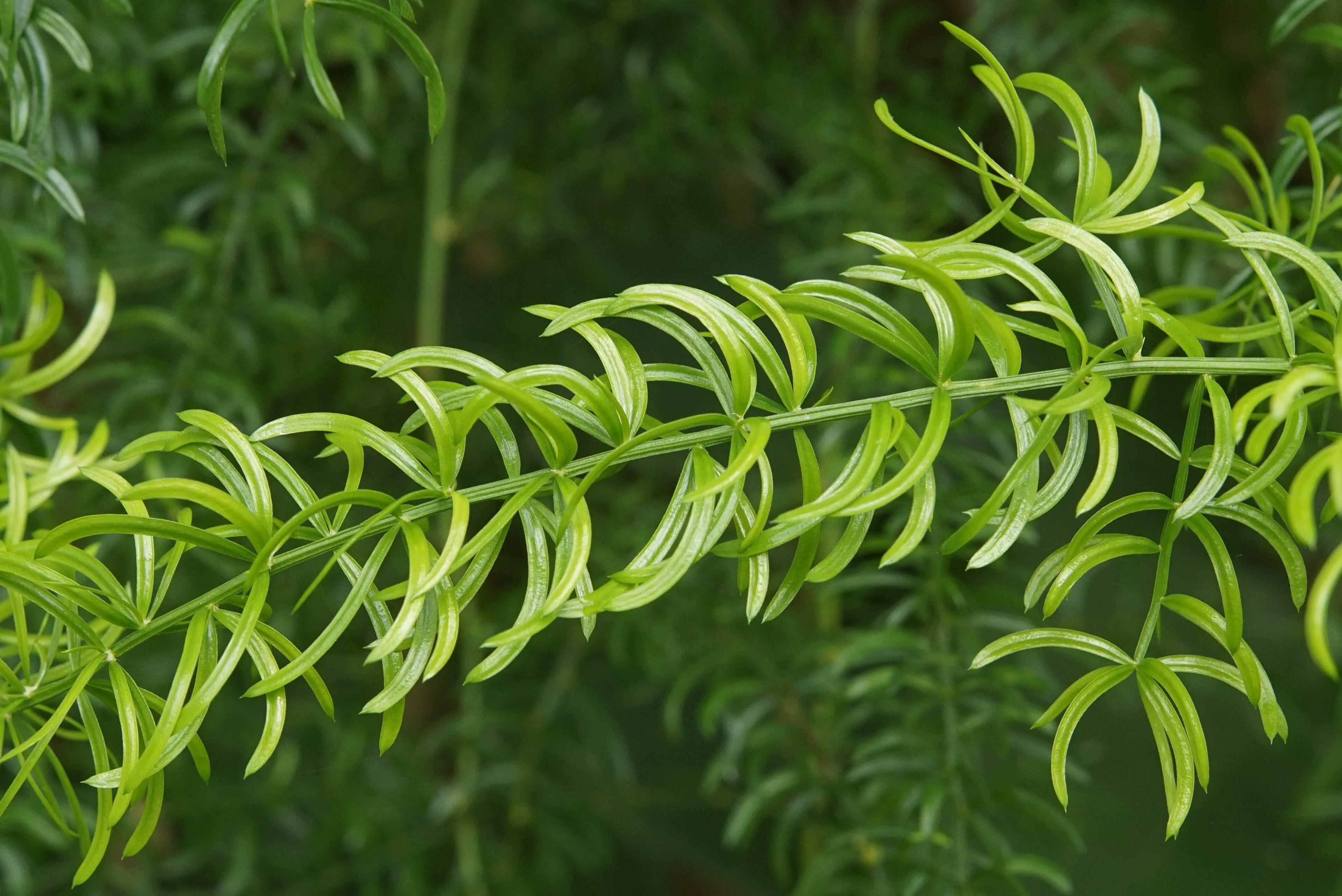 Shatavari — Asparagus racemosus